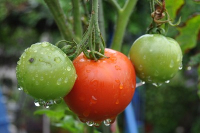 Pflanzen mit Wassertropfen (12).JPG