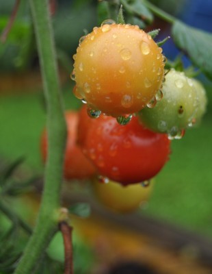 Pflanzen mit Wassertropfen (11).JPG