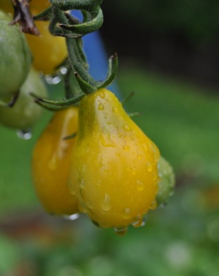 Pflanzen mit Wassertropfen (25).JPG