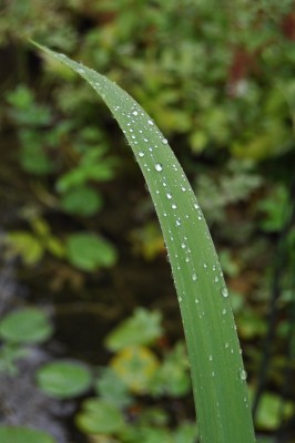 Pflanzen mit Wassertropfen (22).JPG