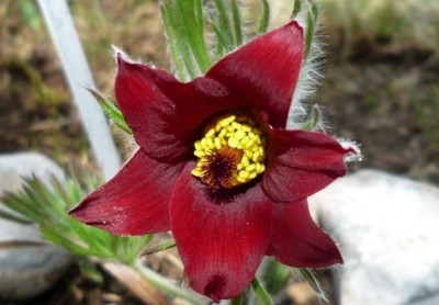 Küchenschelle rubinrot.JPG