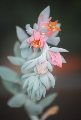 echeveria018yy.jpg
