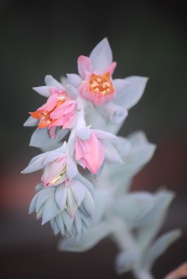 echeveria017yy.jpg