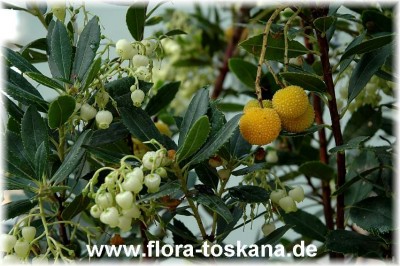 arbutus_unedo_3_-_181006.jpg