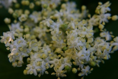 IMG00163.JPG