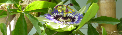 Passiflora_caerulea_blaue_Passionsblume.png