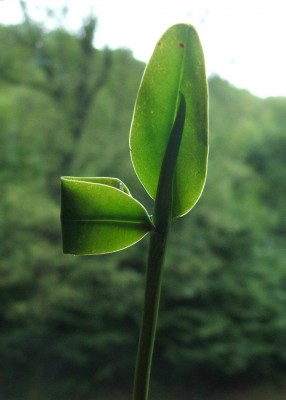 Rhizophora apiculata 30.08.10.JPG