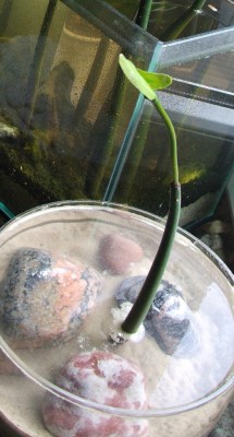 Rhizophora a. 30.08.10.JPG