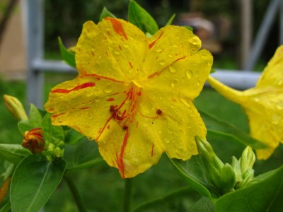 bunte Wunderblume.JPG