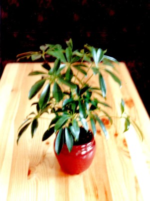 Strahlenaralie1 1993.JPG