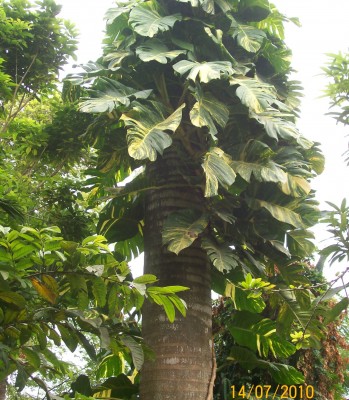 Epipremnum pinnatum cv. aureum vielleicht.jpg