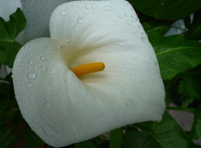 Calla - Regentropfen.JPG