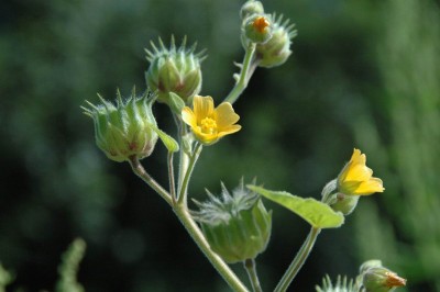 Resize of DSC_7315.JPG