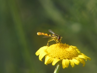 Gemeine-Langbauchschwebfliege-Männchen-an-Färberkamille.jpg