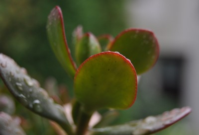 Pflanzen mit Wassertropfen (26).JPG