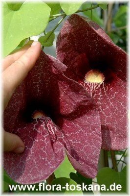aristolochia_gigantea_2_-_170906.jpg