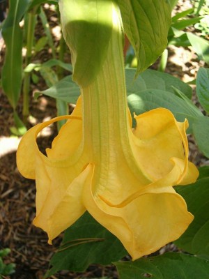 31.08. Bergzauber Blüte2.JPG