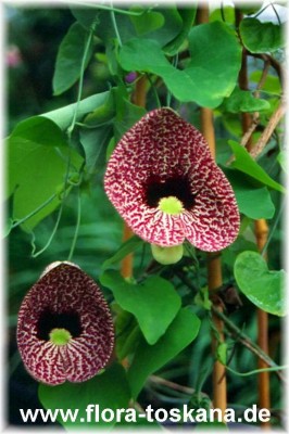 aristolochia_littoralis_4_-_dia.jpg