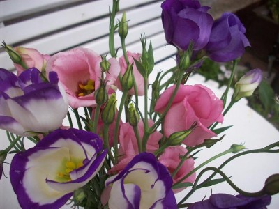 Neue Bilder September 2010 030.jpg
