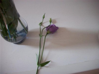 Neue Bilder September 2010 019.jpg