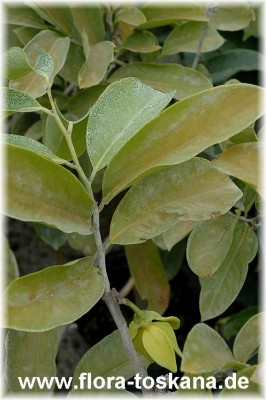 artabotrys_hexapetalus_3_-_021106.jpg