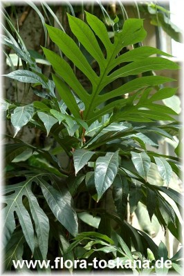 artocarpus_altilis_blatt_-_260705.jpg