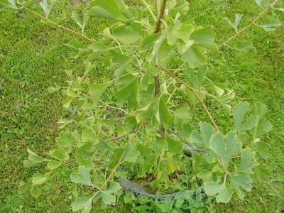 Ginkgo - Detail 2.JPG