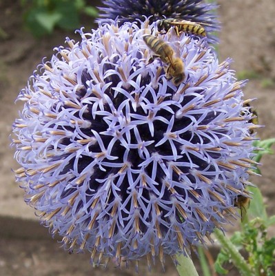 Bienen Hummeln Wespen - vereint auf einem Spielplatz.jpg
