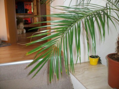 IMGP0129.jpg