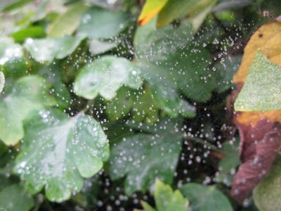 Regentropfen in einer Spinnwebe.JPG