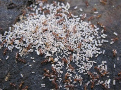 Ameisen mit Eier.JPG