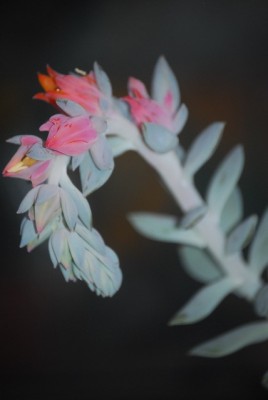 echeveria 025yy.jpg