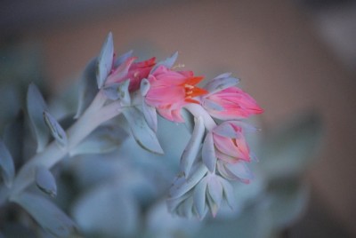 echeveria 023yy.jpg