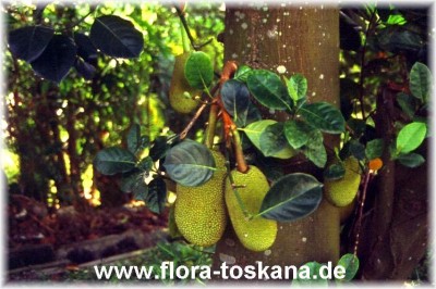artocarpus_heterophyllus_malaysia_2_-_dia.jpg