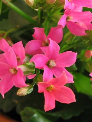 IMG_8525.JPG
