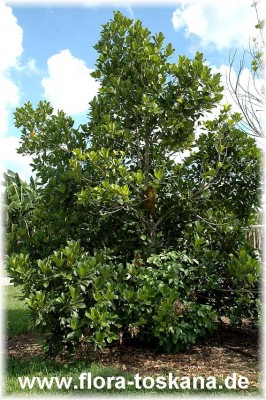 artocarpus_heterophyllus_7_-_181006.jpg