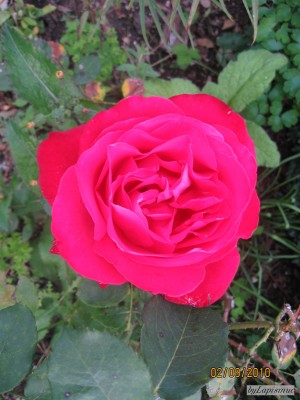 IMG_4093.JPG