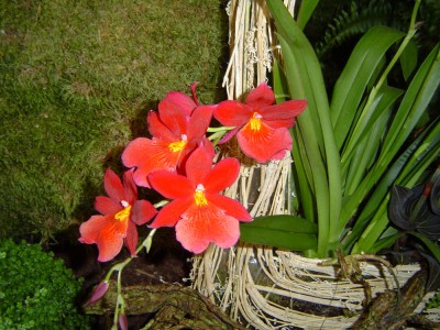 Orchideenschau 2010 i.jpg