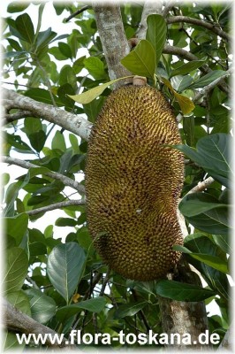 artocarpus_heterophyllus_6_-_181006.jpg