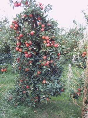 image191.JPG