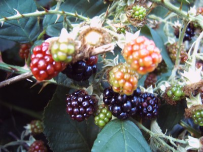 IMG00002.JPG