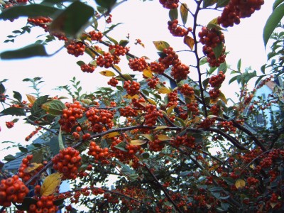 IMG00027.JPG