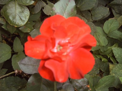 IMG00006.JPG
