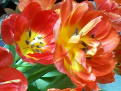tulpe1.JPG