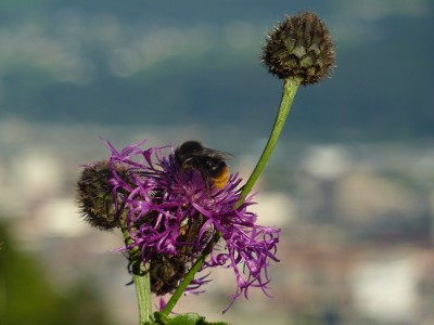 Hummel an Flockenblume und Innsbruck.jpg
