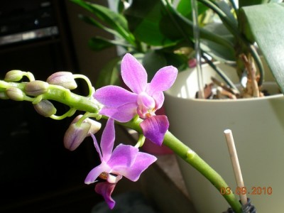 Doritaenopsis Aida.jpg