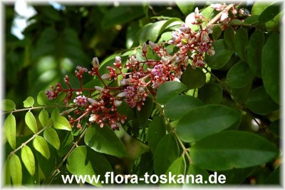 averrhoa_carambola_7_-_181006.jpg