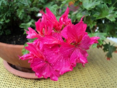 mexicanerin zonale1.jpg