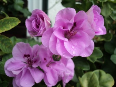 cottalilac queen petaltum1a.jpg