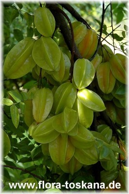 averrhoa_carambola_13_-_181006.jpg